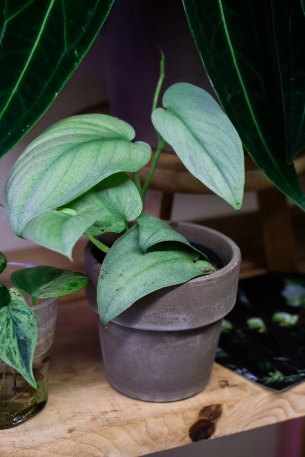 Scindapsus Silver Hero