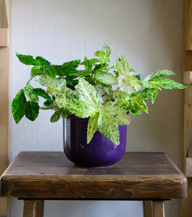 Pellionia repens variegata / Procris repens 