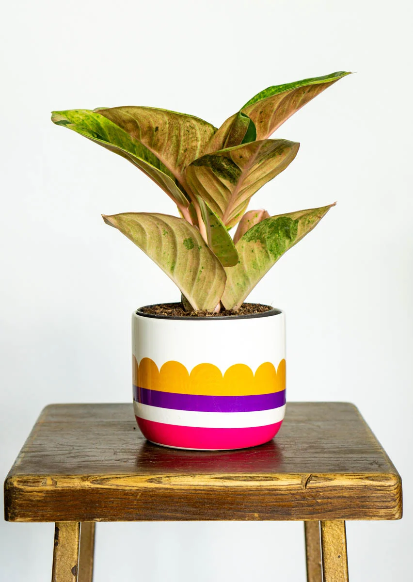 Aglaonema Apple Fantasy