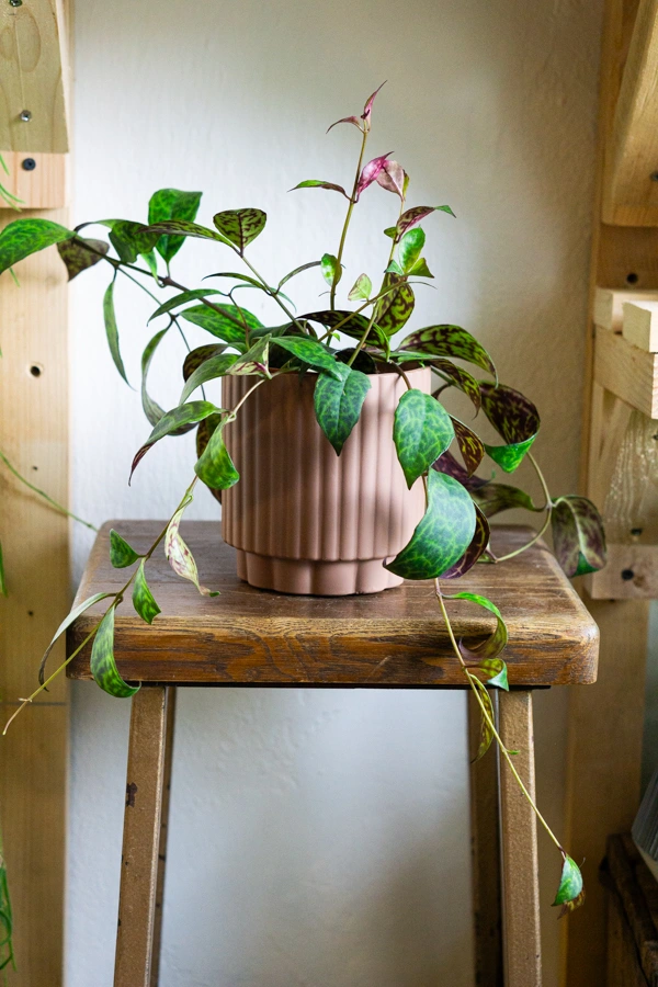 Aeschynanthus marmoratus