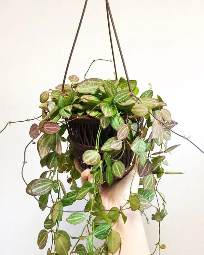 Dischidia ovata watermelon