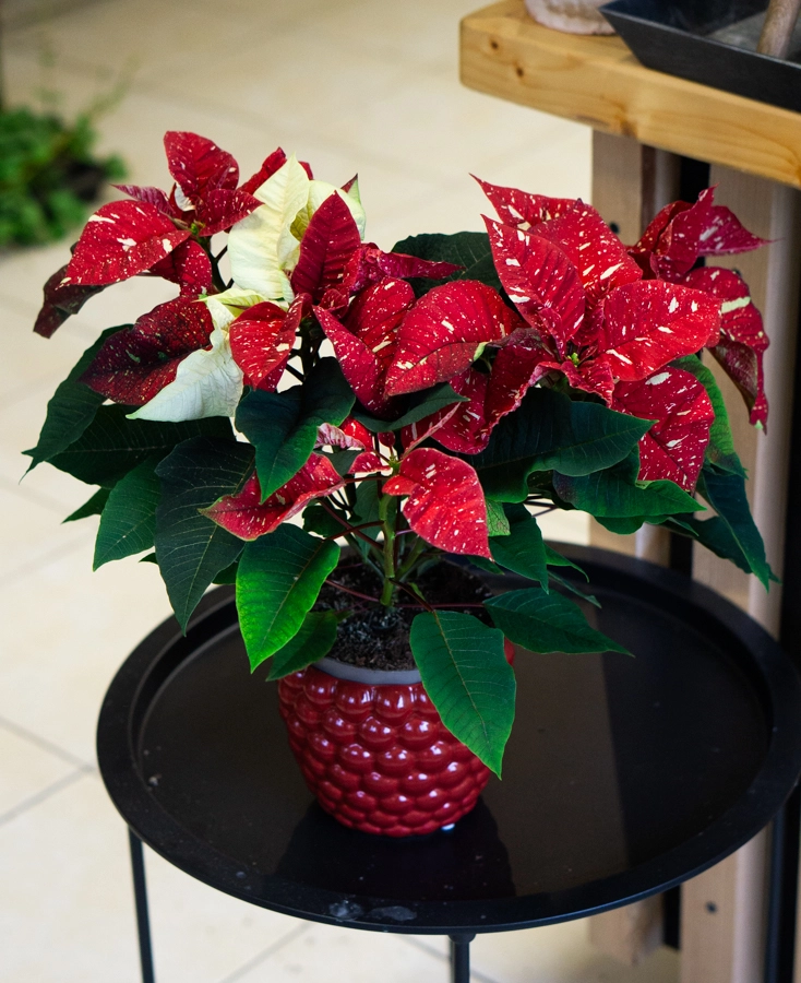 Vianocna ruza/ Poinsettia variegata