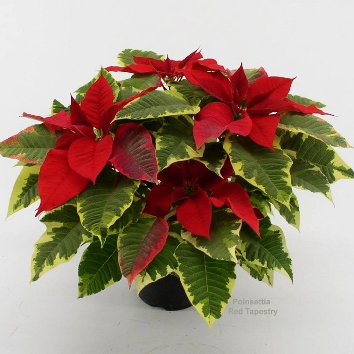 Vianocna ruza/ Poinsettia Red Tapestry