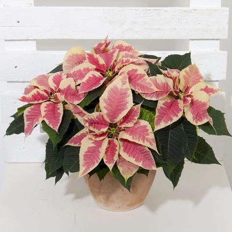Vianocna ruza/ Poinsettia Beauty Marble