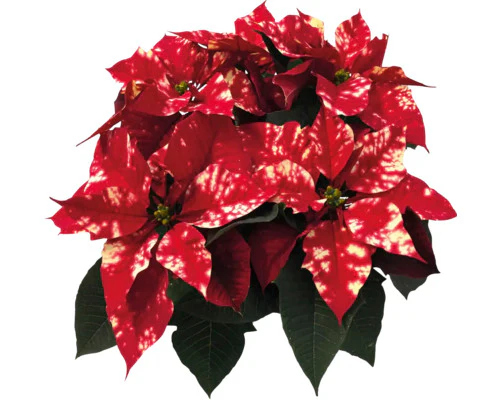 Vianocna ruza/ Poinsettia Sky Star