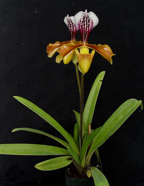 Paphiopedilum American hybrid