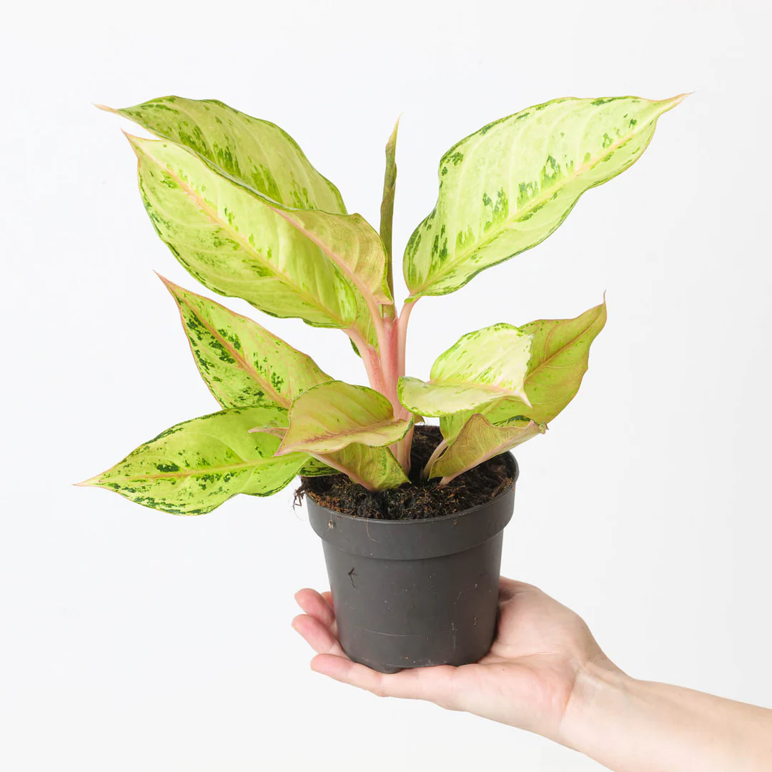 Aglaonema Chartreuse Pretty