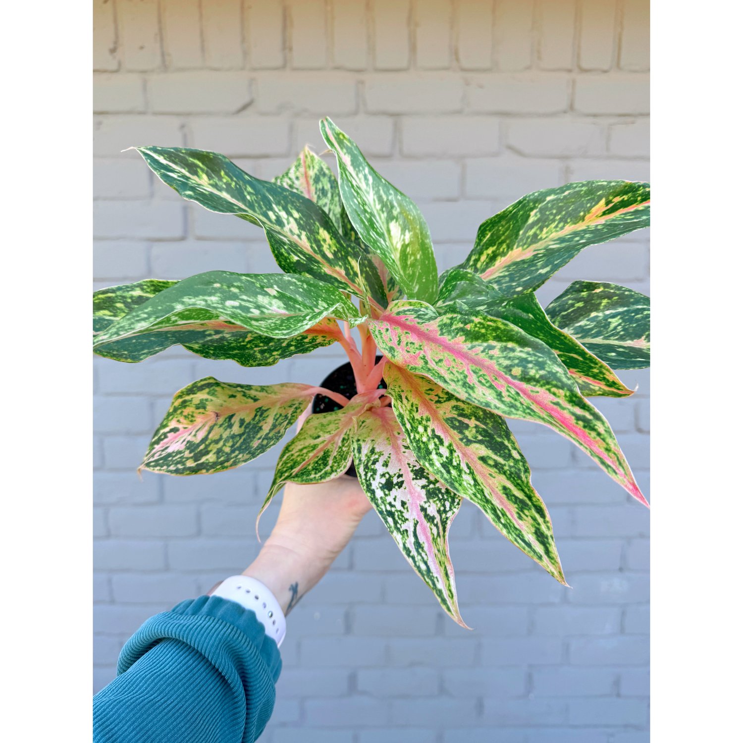 Aglaonema Sparkling Sarah