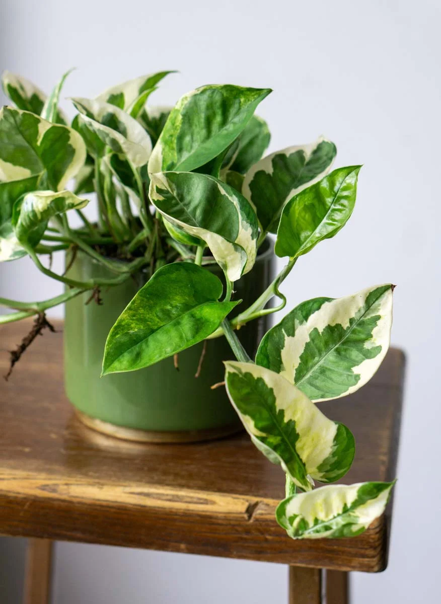 Epipremnum Aureum N'Joy (Zachran ma)