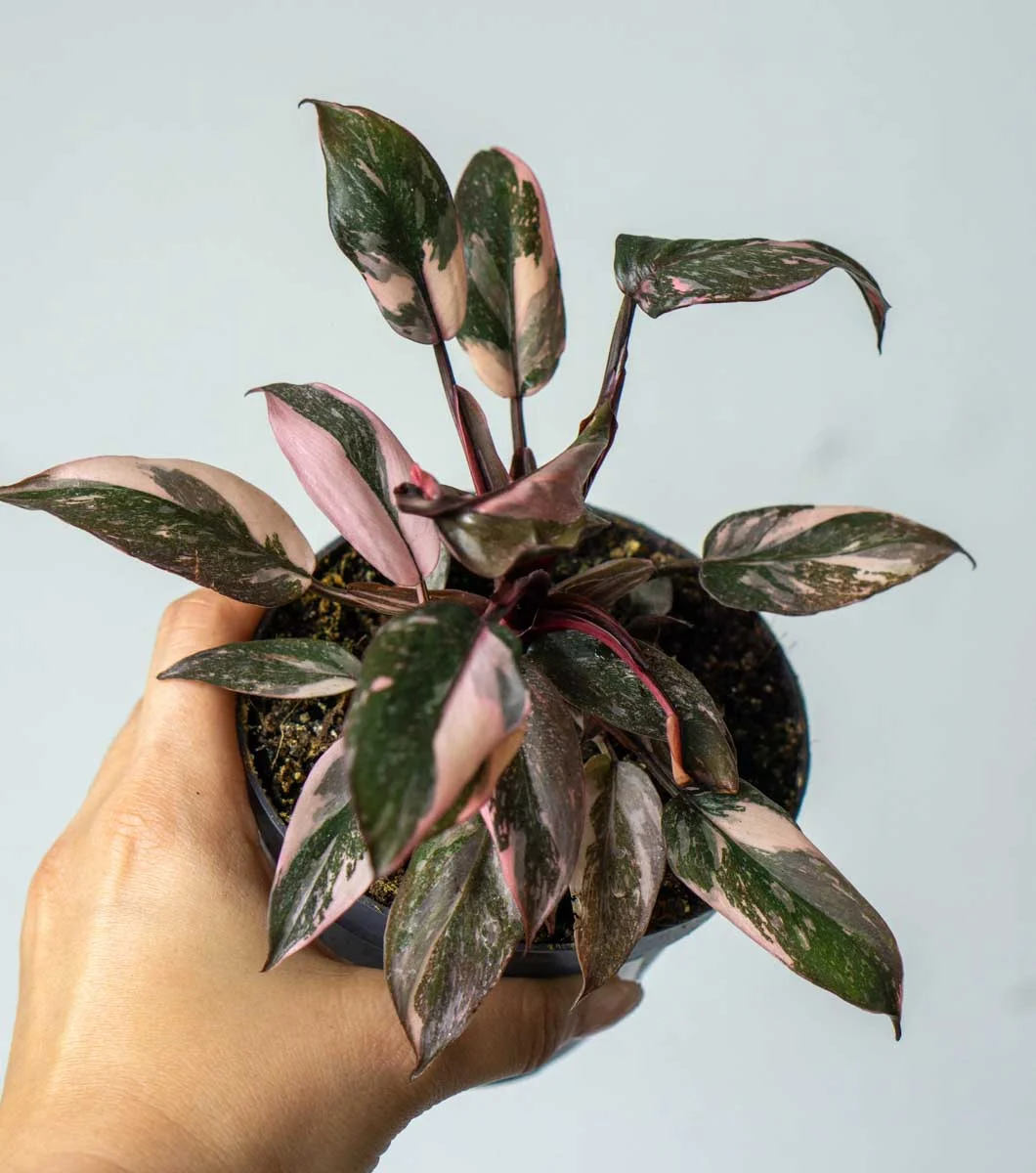 Philodendron Pink Princess Marble