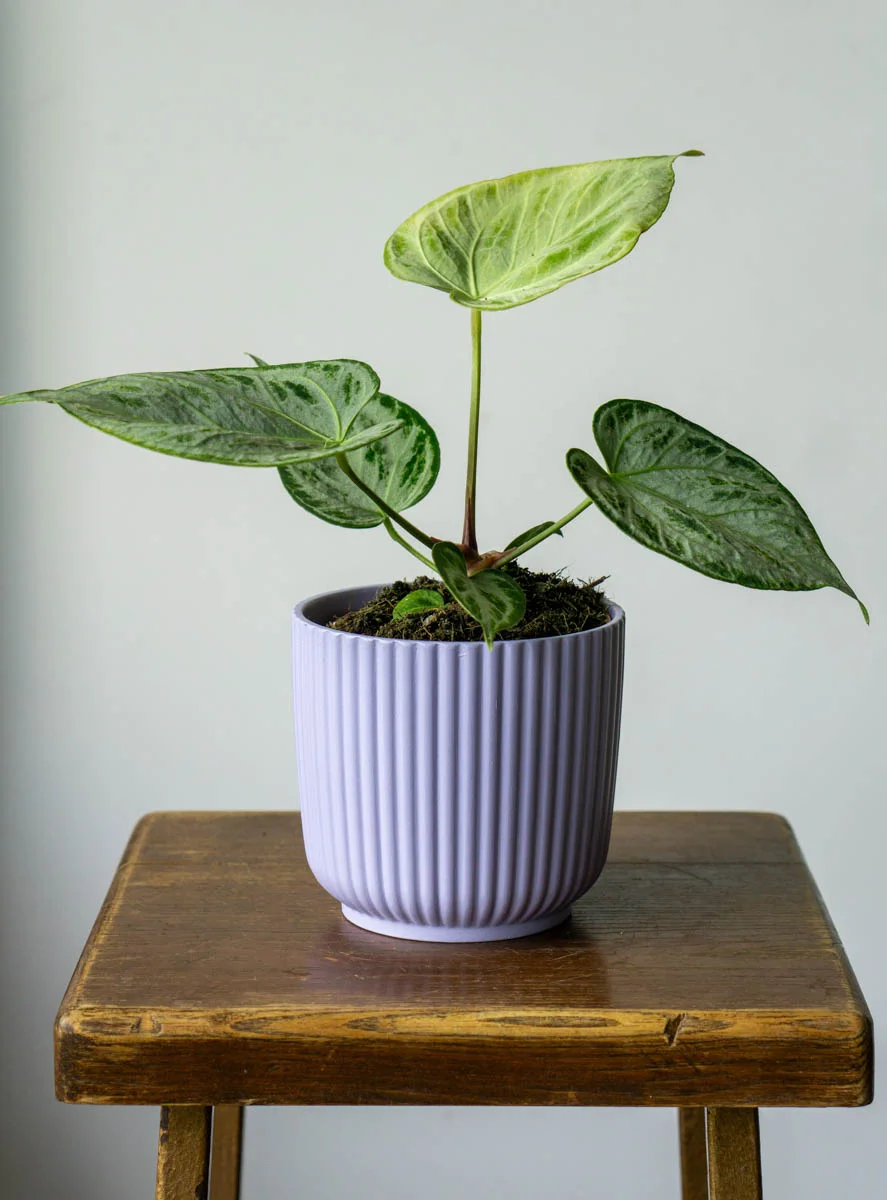 Anthurium Silver Blush