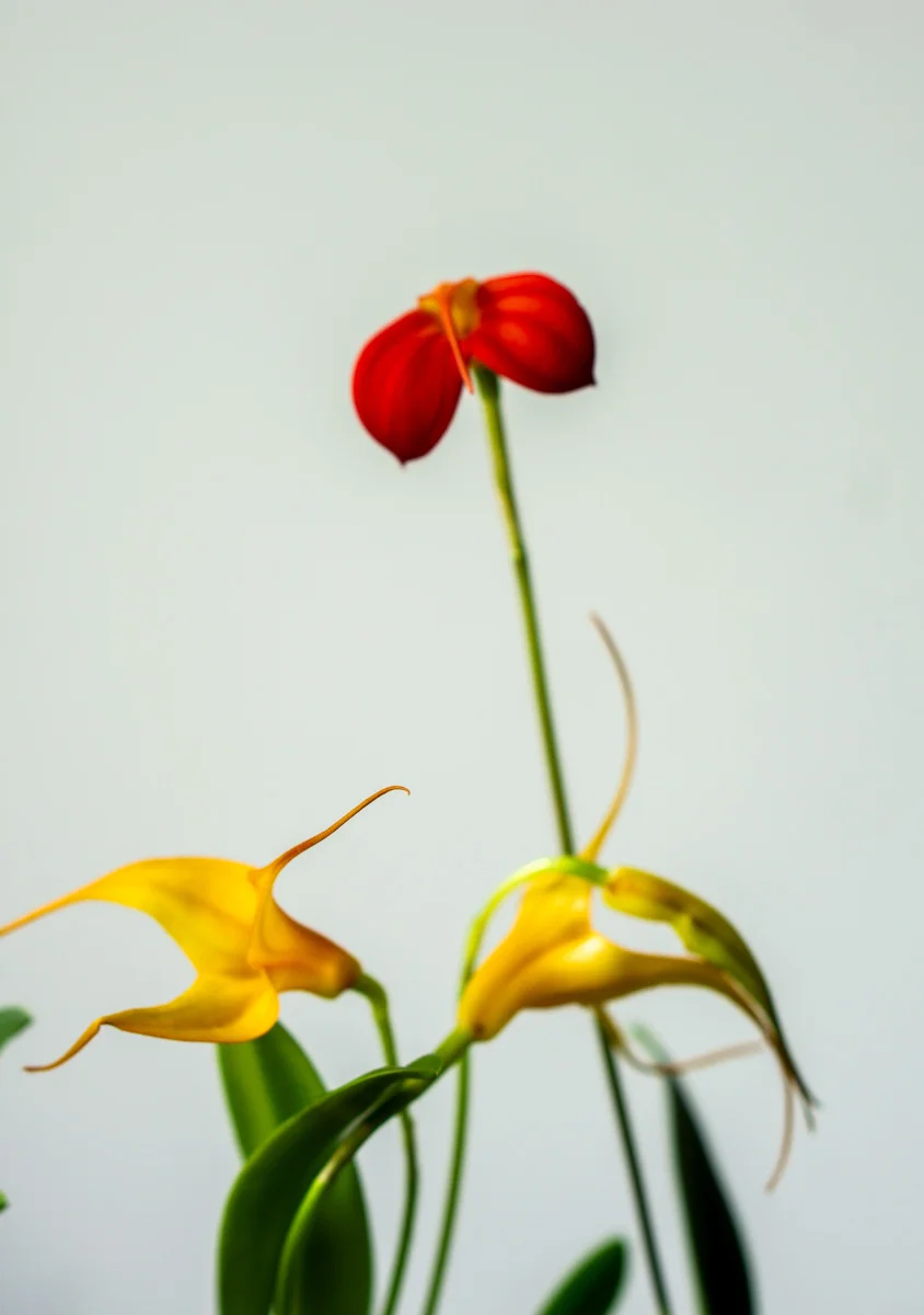 Masdevallia