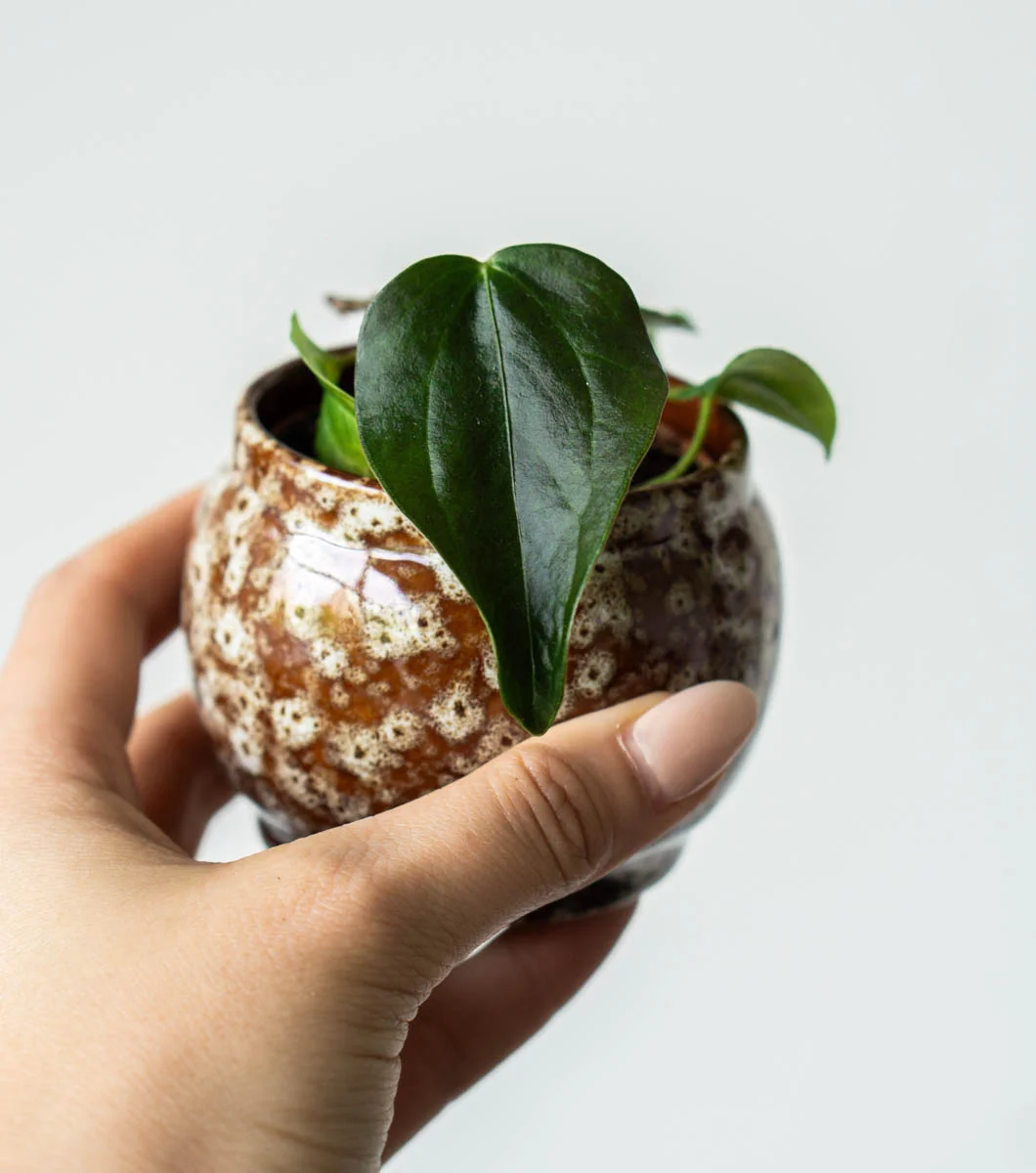Baby Anthurium Queen of Hearts