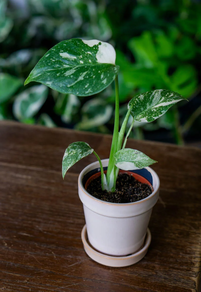 Baby Monstera Thai Constellation