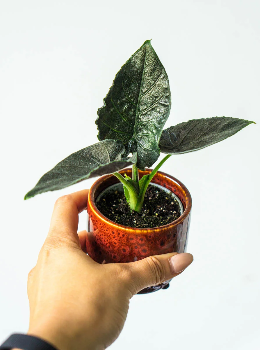 Baby Alocasia Antoro velvet