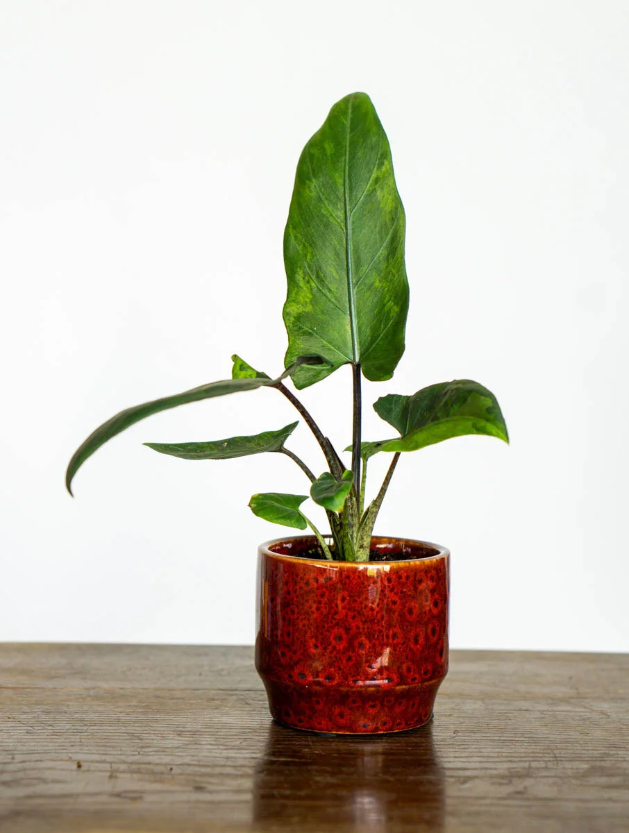 Baby Alocasia Lauterbachiana variegata (Zachran ma)
