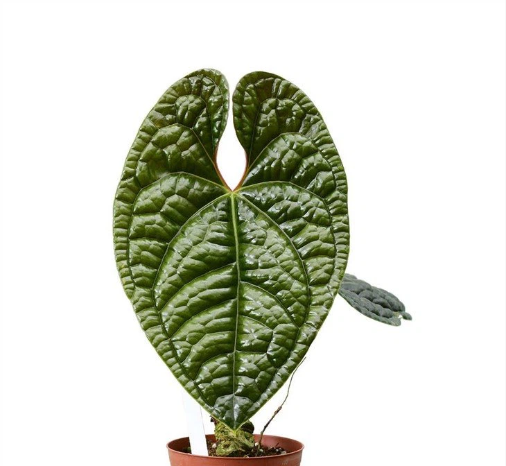 Baby Anthurium Luxurians platinum
