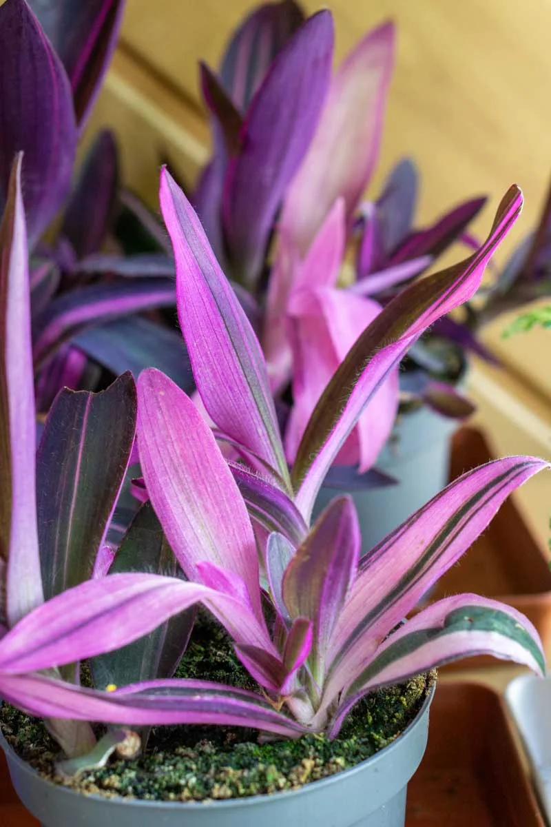 Tradescantia Purple Queen / Pallida (Sitara Pink)