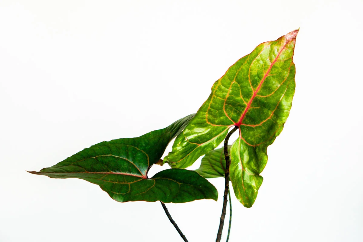 Alocasia Cyrtosperma Jhonstonii Black Jack (Zachran ma)