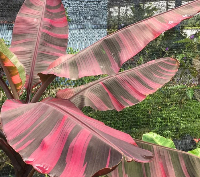 Musa Nono Pink Variegata - Ruzovy bananovnik