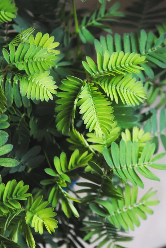 Mimosa Pudica - Citlivka