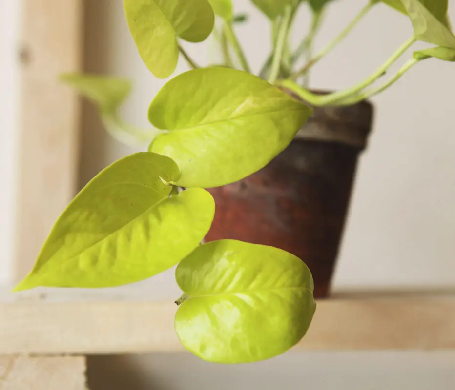 Epipremnum Aureum "Neon"