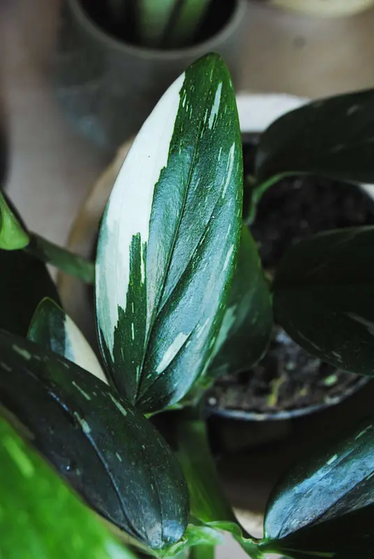 Monstera Standleyana Variegata