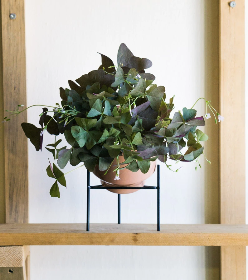 Oxalis Triangularis Mijke