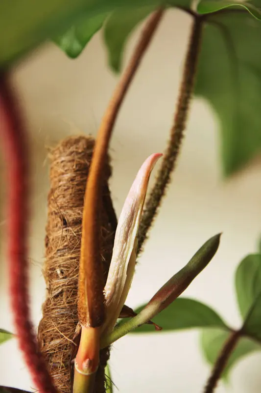 Philodendron Squamiferum