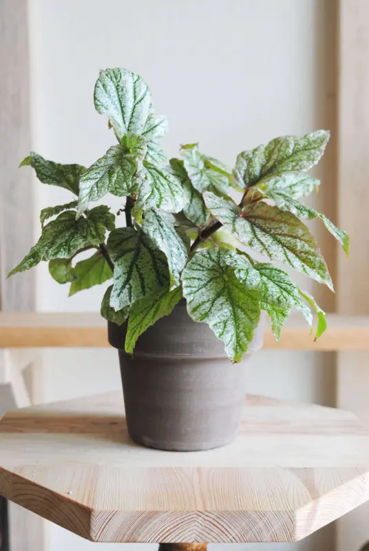 Kvetinac terakota Cadic siroky