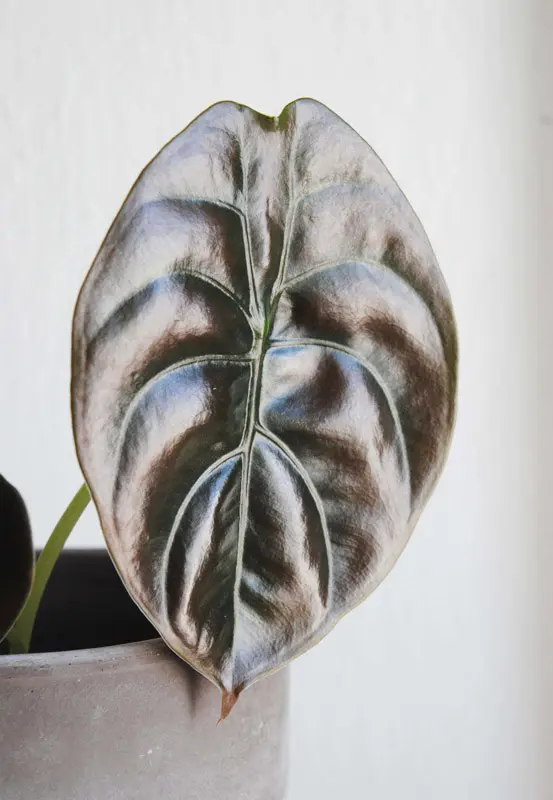 Alocasia Cuprea "Red Secret"