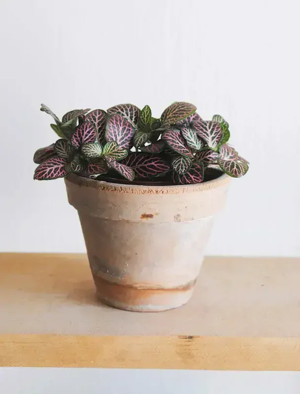 Fitonia "Black Star"