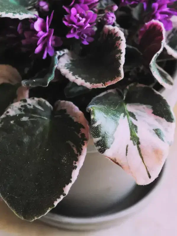 Saintpaulia Hovariagata variegata - exclusive / Panasovana africka fialka