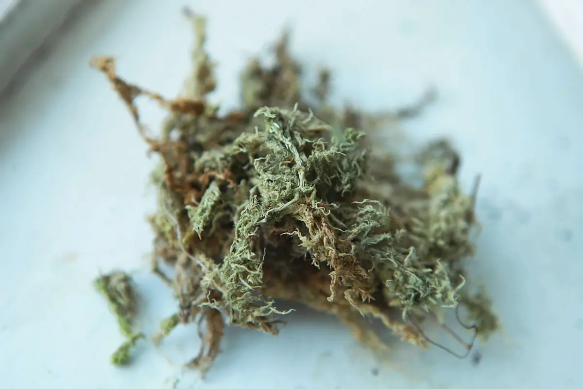 Raselinnik / Sphagnum moss (prvotriedna kvalita)