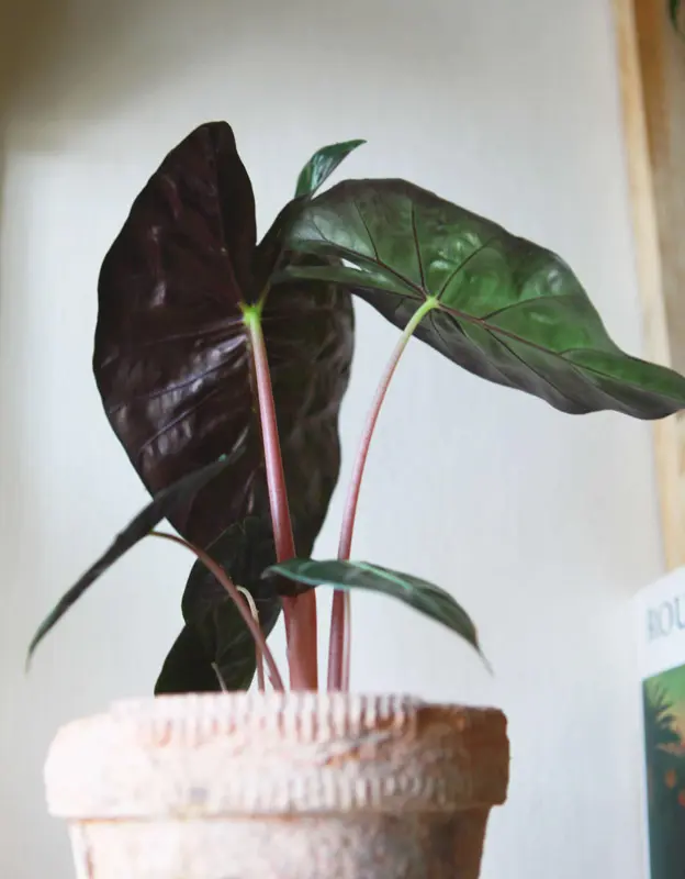 Alocasia Pink Dragon (zachran ma)