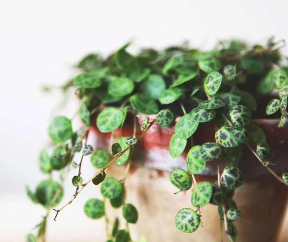 Peperomia Prostrata (Zachran ma)