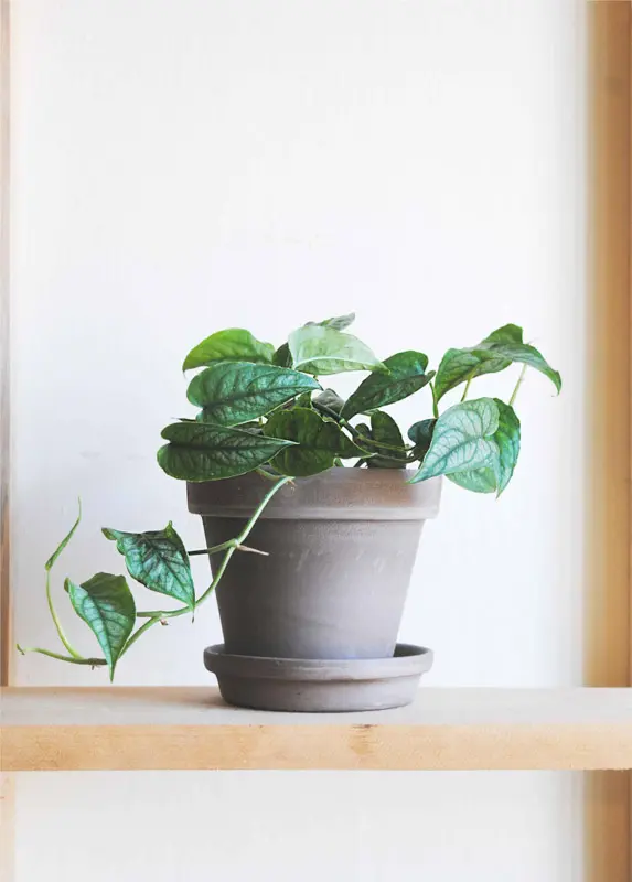 Monstera Siltepecana