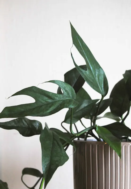 Epipremnum pinnatum "Blue form"