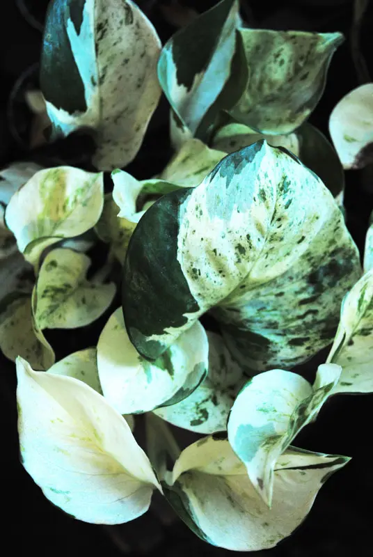 Epipremnum Aureum "Manjula" - Happy Leaf