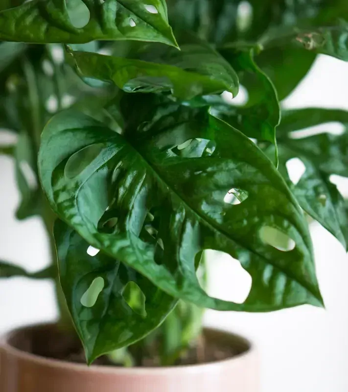 Set Monstera Adansonii s Aroidom