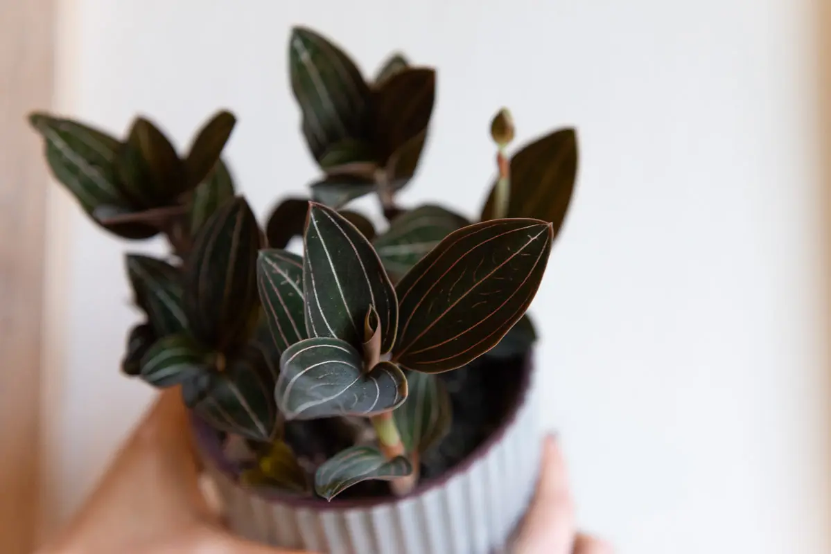 Ludisia Discolor- Jewel Orchid
