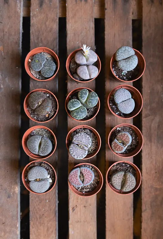 Baby Lithops /single/ mix (Zachran ma)