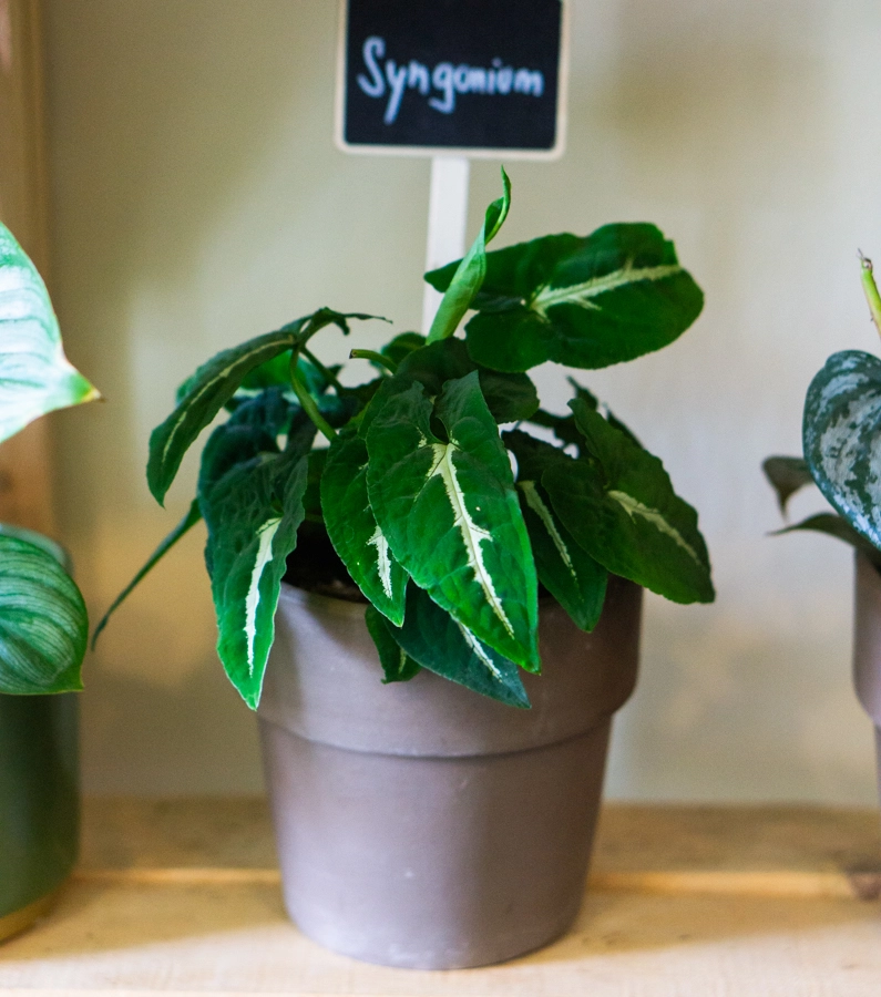 Syngonium Wendlandii