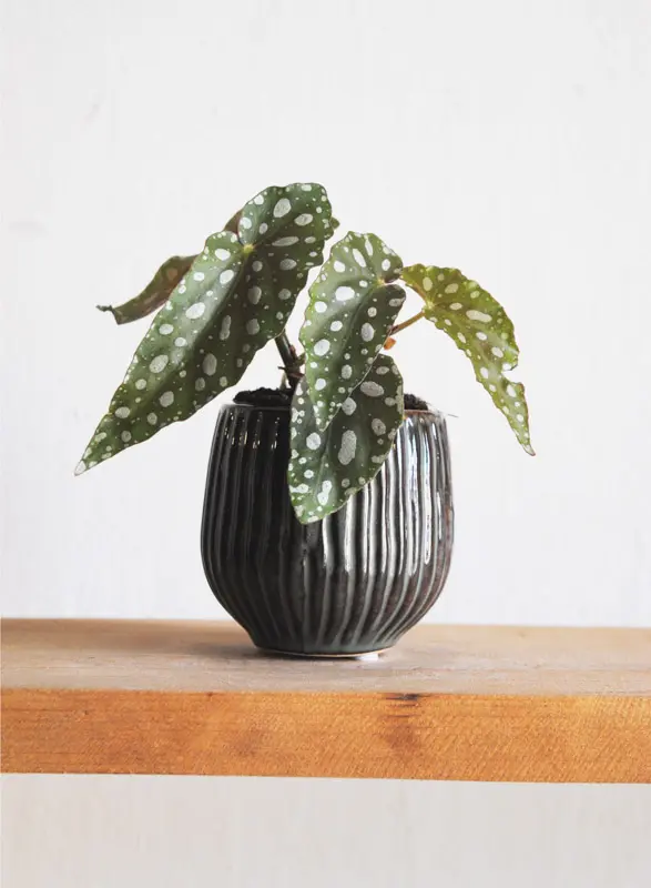 Keramicky kvetinac Stripes