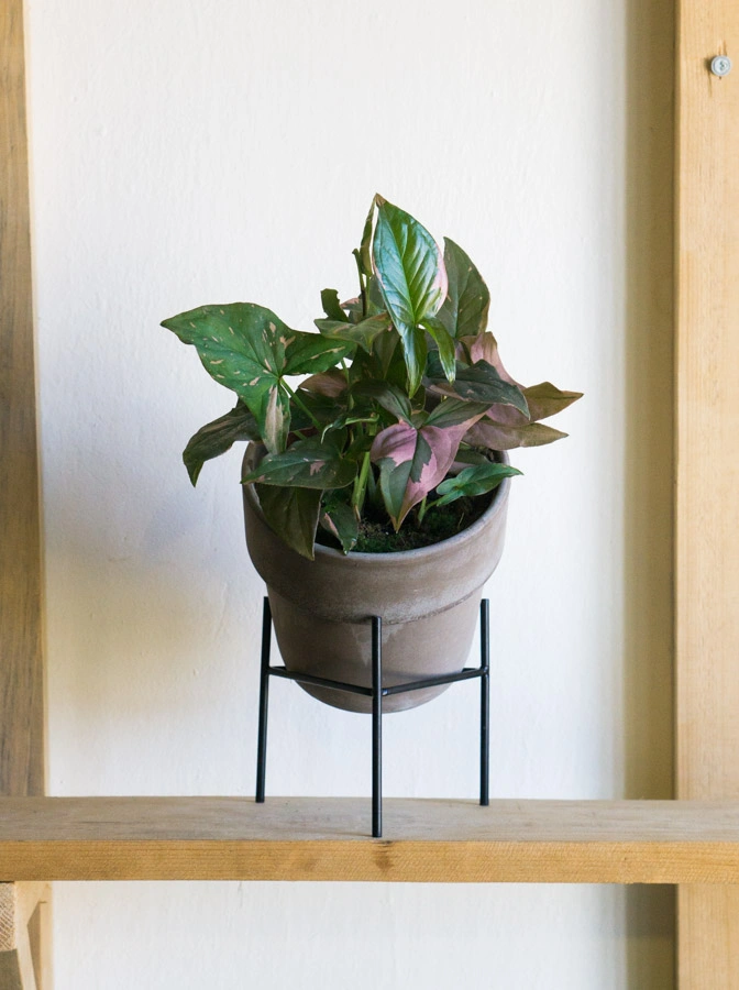 Syngonium Pink Splash (huste)