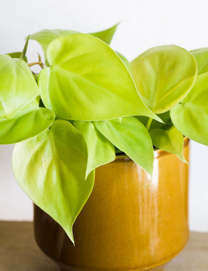 Baby Philodendron Micans Lemon lime