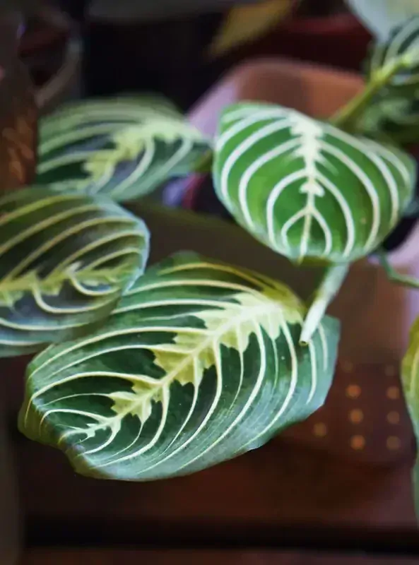 Maranta Lemon Lime