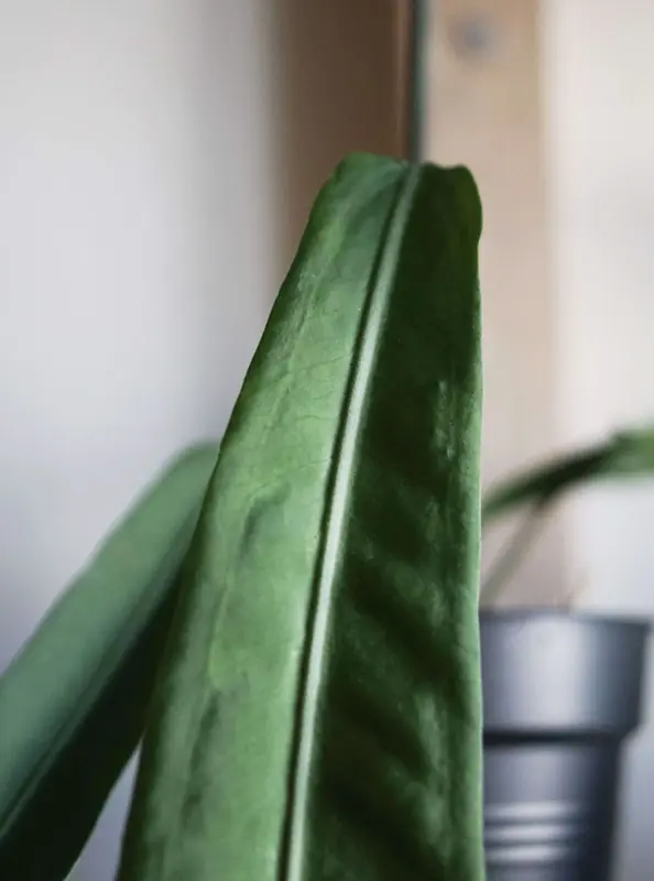 Anthurium Pallidiflorum 