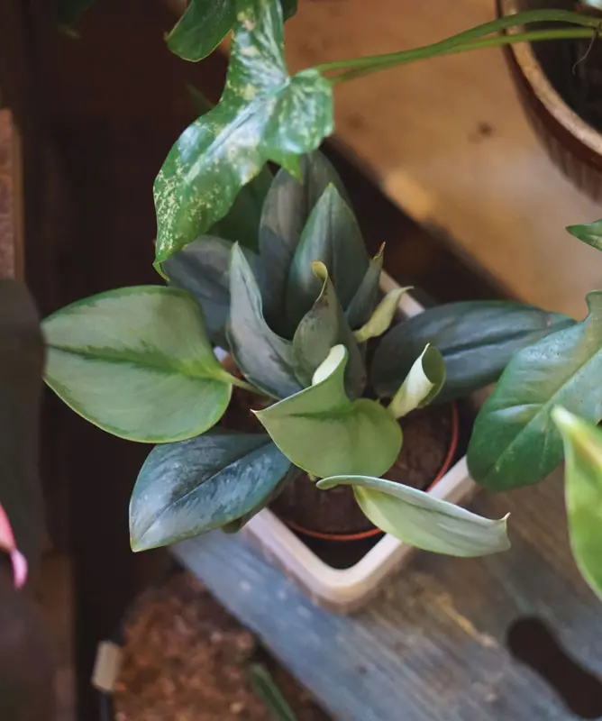 Scindapsus treubii "Moonlight"