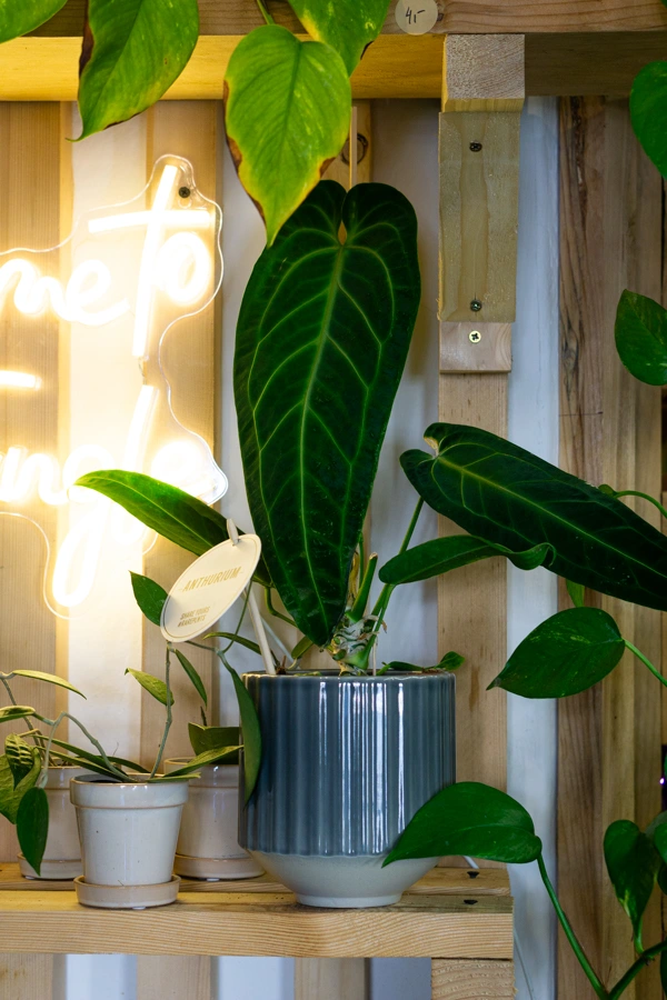 QUEEN Anthurium Warocqueanum